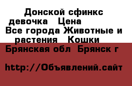 Донской сфинкс девочка › Цена ­ 15 000 - Все города Животные и растения » Кошки   . Брянская обл.,Брянск г.